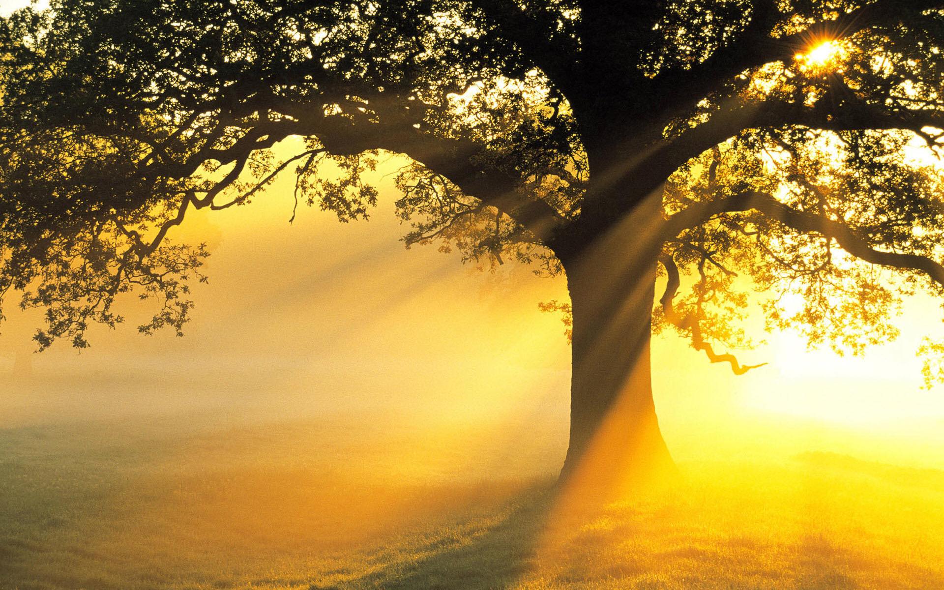 A golden sunrise through an ancient tree, mist catching every ray of light